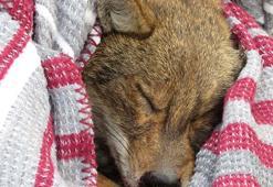 Ümraniye TEM Otoyolu'na çıkan yaralı çakalı trafik ekipleri kurtardı