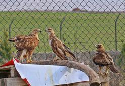 Diyarbakır'da 1 yılda 300 yaralı yabani hayvana müdahale edildi; vakaların çoğu ‘insan’ kaynaklı