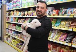 Bezlediği kuzuya marketinde bakıyor