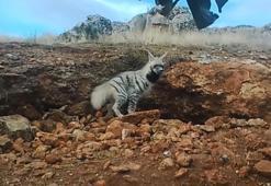 Bakan Yumaklı'dan fotokapanın görüntülediği çizgili sırtlan paylaşımı