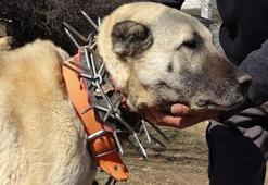 Sivas'ta kurtlar köpeklere saldırıyor; Kangal köpekleri için 'çivili tasma' uyarısı