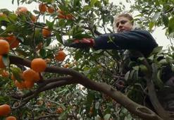 Deprem bölgesinde dalında kalan narenciye ürünlerini toplamak için gönüllüler sahaya indi