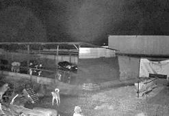 Edirne'de kurtlar indikleri köylerde 10 koyunu öldürdü