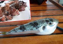 Prof.Dr. Sarı: Bilmediğiniz balığı yemeyin