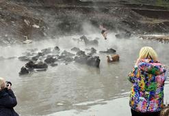 Soğuk havalarda manda ve atlarını kaplıcada temizliyorlar