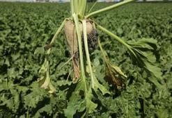 Konya Şeker'den pancar çiftçisine yaklaşık 6 milyar TL’lik ödeme