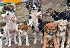 Samsun’da 2023 yılında 507 sokak hayvanı sahiplendirildi