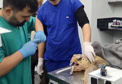 Ağzı balık iğnesi ile parçalanan caretta carettaya tedavi