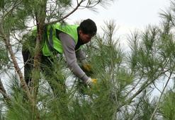 Genetik haritası çıkarılan kızılçam ve karaçam ormanları geleceğe taşınıyor