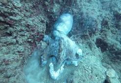 Yumurtalarını koruyan ahtapot, başka ahtapotun yemi oldu