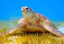 Deniz canlıların katili 'hayalet ağlar'