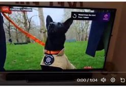 6 Şubat depremlerinde hayat kurtaran Vesper, Kahraman Köpek Ödülü’nde yarışıyor