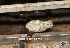 Cape Town’u kötü kokutan sığır gemisi limandan ayrıldı