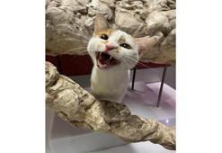 “Kedi tırmalaması görme kaybına yol açabilir”