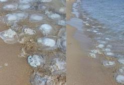 Yumurtalık Lagünü sahiline vuran binlerce denizanası görüntülendi