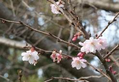 İstanbul’da yalancı bahar; gıda fiyatlarında yükselme yaşanabilir