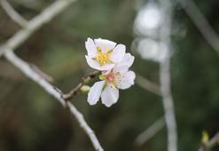 Edirne'de ‘yalancı bahar'a aldanan meyve ağaçları çiçek açtı
