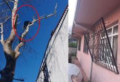 Hırsızlık şüphelisi yakalanacağını anlayınca ağaca tırmandı