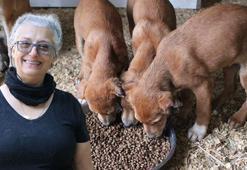 Yavru köpekleri kulak ve kuyrukları kesilmiş halde bulan Norveçli kadın: İnsanın yapabileceği en kötü şey