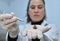 Araştırma uğruna foseptikten hamam böceği topluyorlar