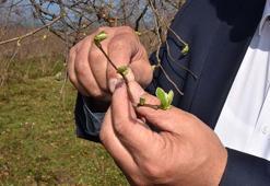 Karadeniz’de fındık yalancı bahara aldandı