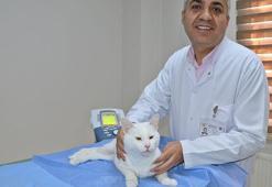 Arka ayakları felçli olan ‘Venüs’, 3 haftalık lazerli fizik tedaviyle yürümeye başladı