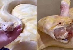 Kiracısına ulaşamayan ev sahibi, girdiği dairede albino pitonla karşılaştı