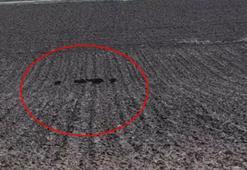 Diyarbakır'da tarlaya giren domuz sürüsü kamerada