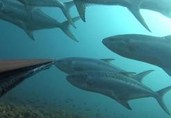 Prof. Dr. Yaşar: Yağış azaldıkça, balık miktarı düşer