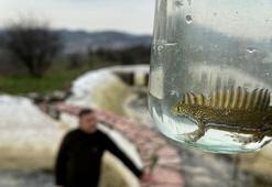 Süs havuzunda 30 su semenderi bulundu