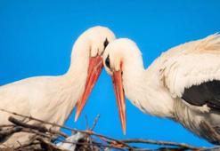 Yaren leylek, eşi Nazlı ile de buluştu