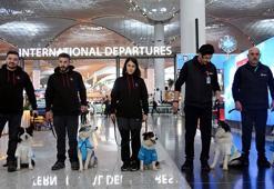 Terapi köpekleri İstanbul Havalimanı'nda iş başı yaptı
