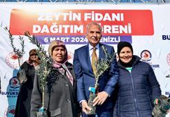 Denizli Büyükşehir Belediyesi 240 bin zeytin fidanını toprakla buluşturacak