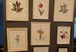 Bilimsel bitki illüstrasyon eserlerinden oluşan 'Kış Güneşi Çiçekleri' isimli sergi açıldı