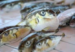 İstilacı türün kuyruk başına yüzde 100 artan teşviki balıkçıları sevindirdi