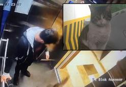 Başakşehir'de kediyi tekmeleyerek öldüren sanığa iyi hal indirimiyle 2 yıl 6 ay hapis cezası