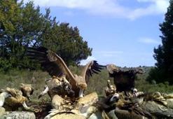 Kurtlar ve akbabalar beslenirken fotokapanla görüntülendi