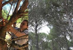 Fıstık çamında zararlı böcekle mücadele verimi artırdı