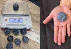 Avustralya’da yetişen yaban mersini, ağırlığıyla dünya rekoru kırdı