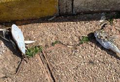 Balon balıkları için 'karada ölüm' uyarısı