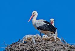 Leylekler, kışı Dicle Vadisi'nde geçirdi