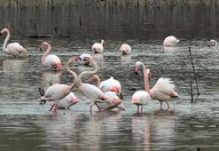 Baharın müjdecisi flamingolar, Tuz Gölü’ne kuluçka için gelmeye başladı