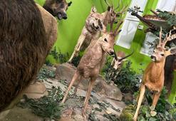 85 yaşındaki avcının kaçak hayvan müzesi; Anadolu Kaplanı'nı vurdu, Çizgili geyik için 2 hafta ağaçta kaldı