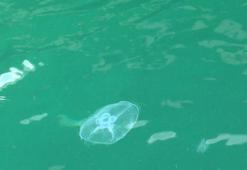 Denizanalarındaki artış sonrası müsilaj uyarısı