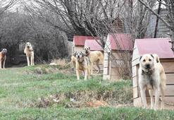 İklim değişikliği, Kangalların hormonlarını etkiledi
