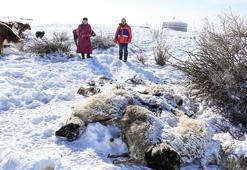 IFRC: Moğolistan son 50 yılın en sert kışını geçiriyor, yaklaşık 5 milyon hayvan hayatını kaybetti