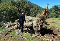 Bodrum'da kesilen 30 zeytin ağacı için 30 bin lira ceza