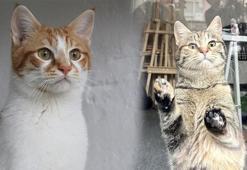 Anneleri depremden kurtarılan 'Patrick' ve 'Sandy'ye yeni yuva aranıyor