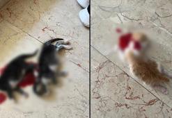 6 yavru kedi başları kesilerek öldürüldü