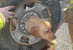 Kafasını aracın tekerlek jantına sıkıştıran köpek ekiplerce kurtarıldı